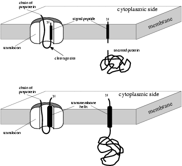 Signal peptides versus signal anchors
