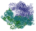 E.coli ribosome (1PNX / 1PNY)